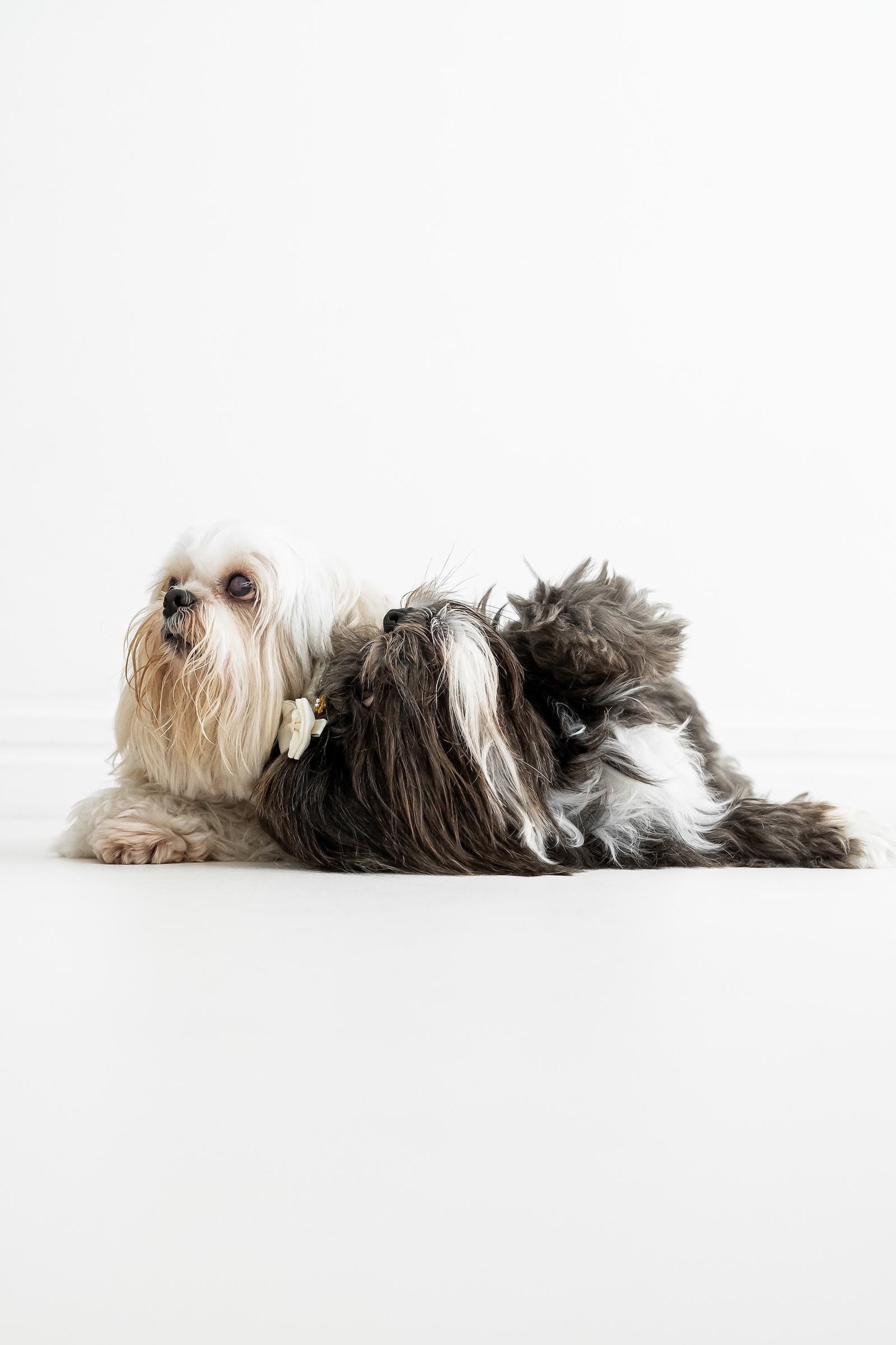 Fotografia de família com cachorro — ensaio pet-friendly no Rio de Janeiro